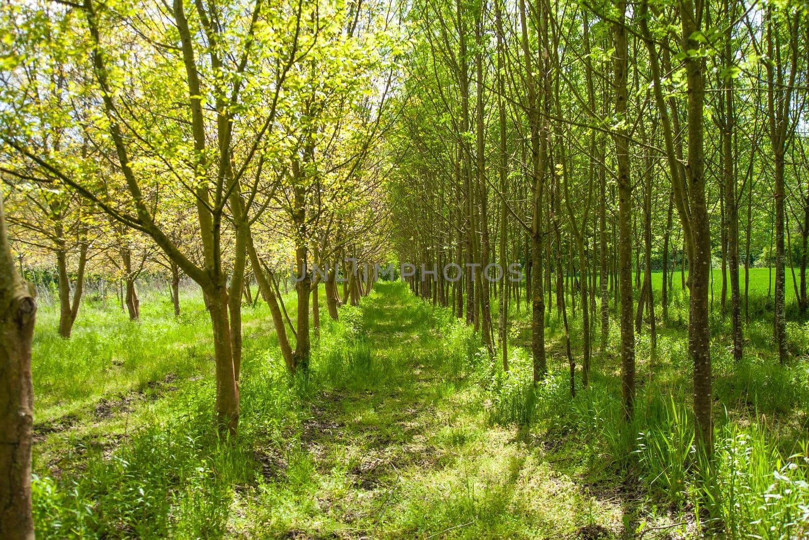 Beautiful shot of green park with tall trees by zebra