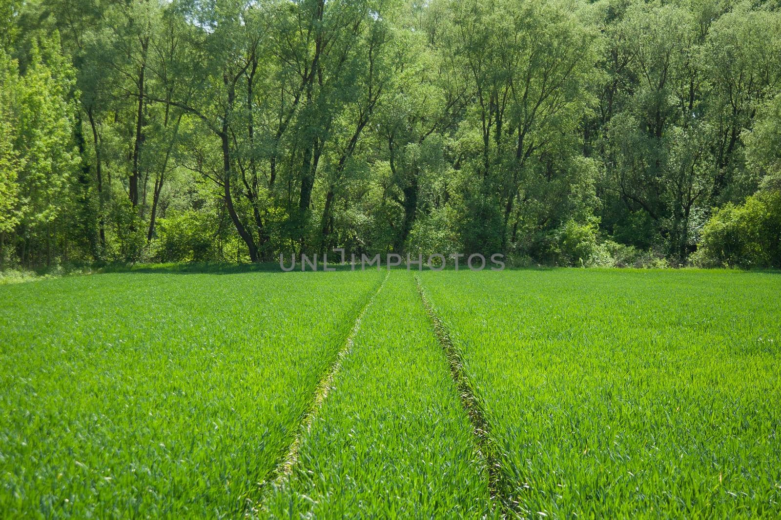 A path in a field of green wheat by zebra