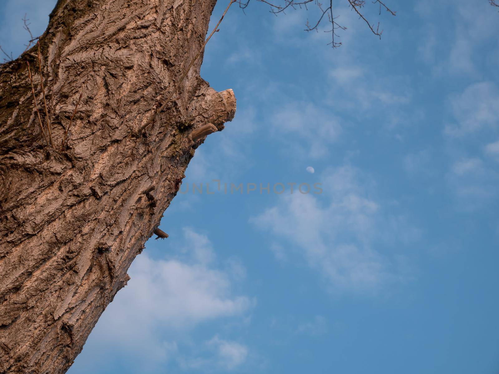 Part of wood, bark against blue sky with clouds