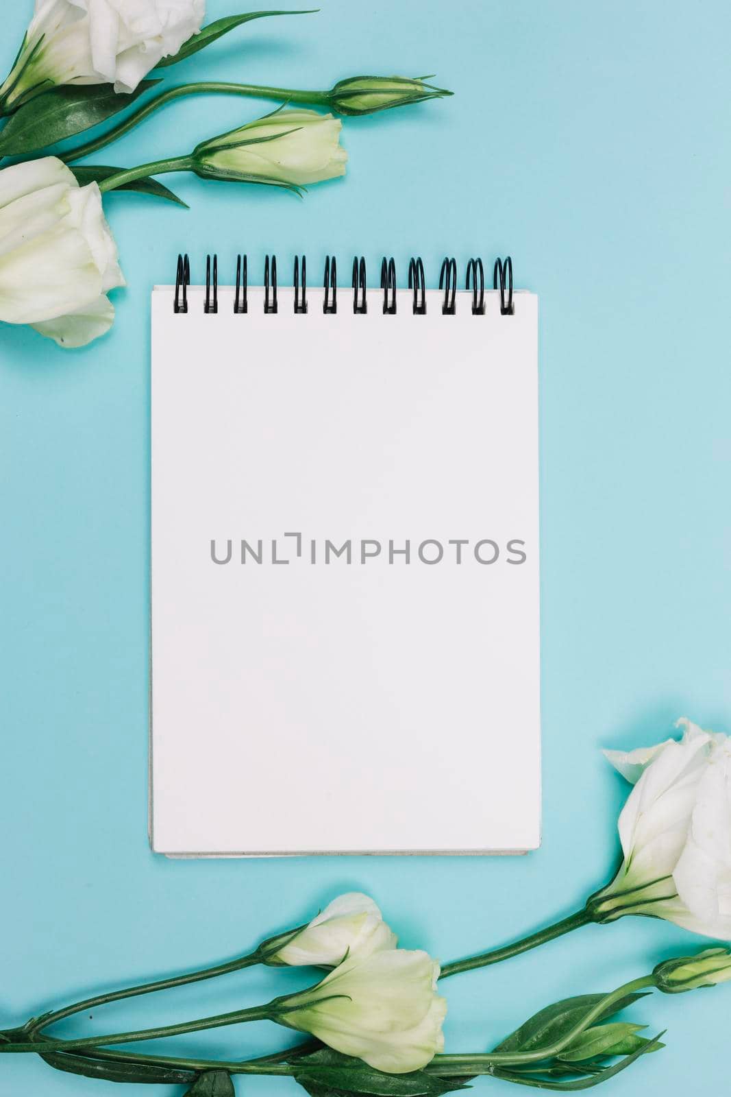 white eustoma flower with blank spiral notepad blue background. High quality photo by Zahard