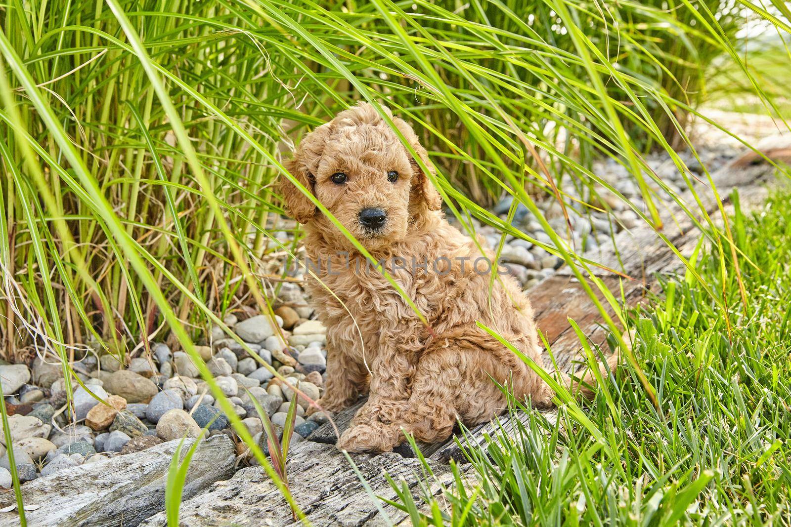 Adorable Goldendoodle puppy sitting in landscaping looking cute and fluffy by njproductions