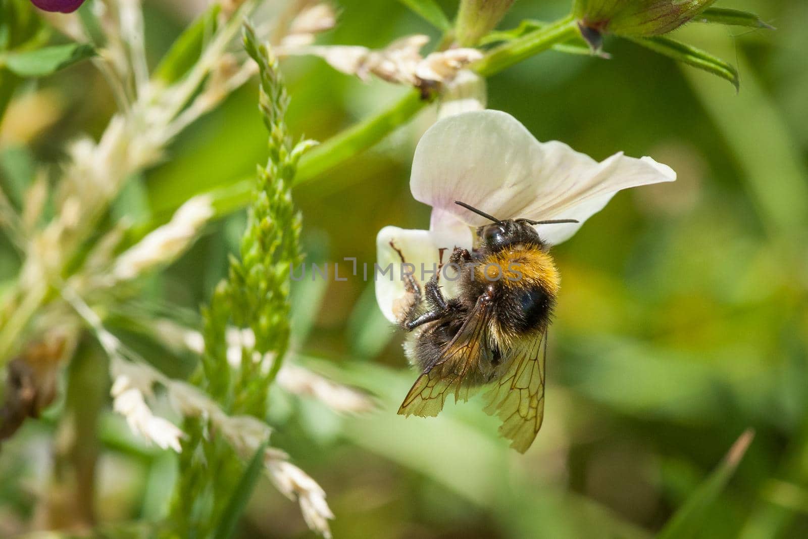 Selective focus shot of a bee on white blossom by zebra