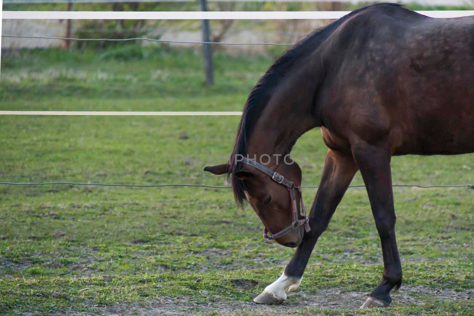 A magnificent brown horse running around a preserved area on a grass-covered meadow