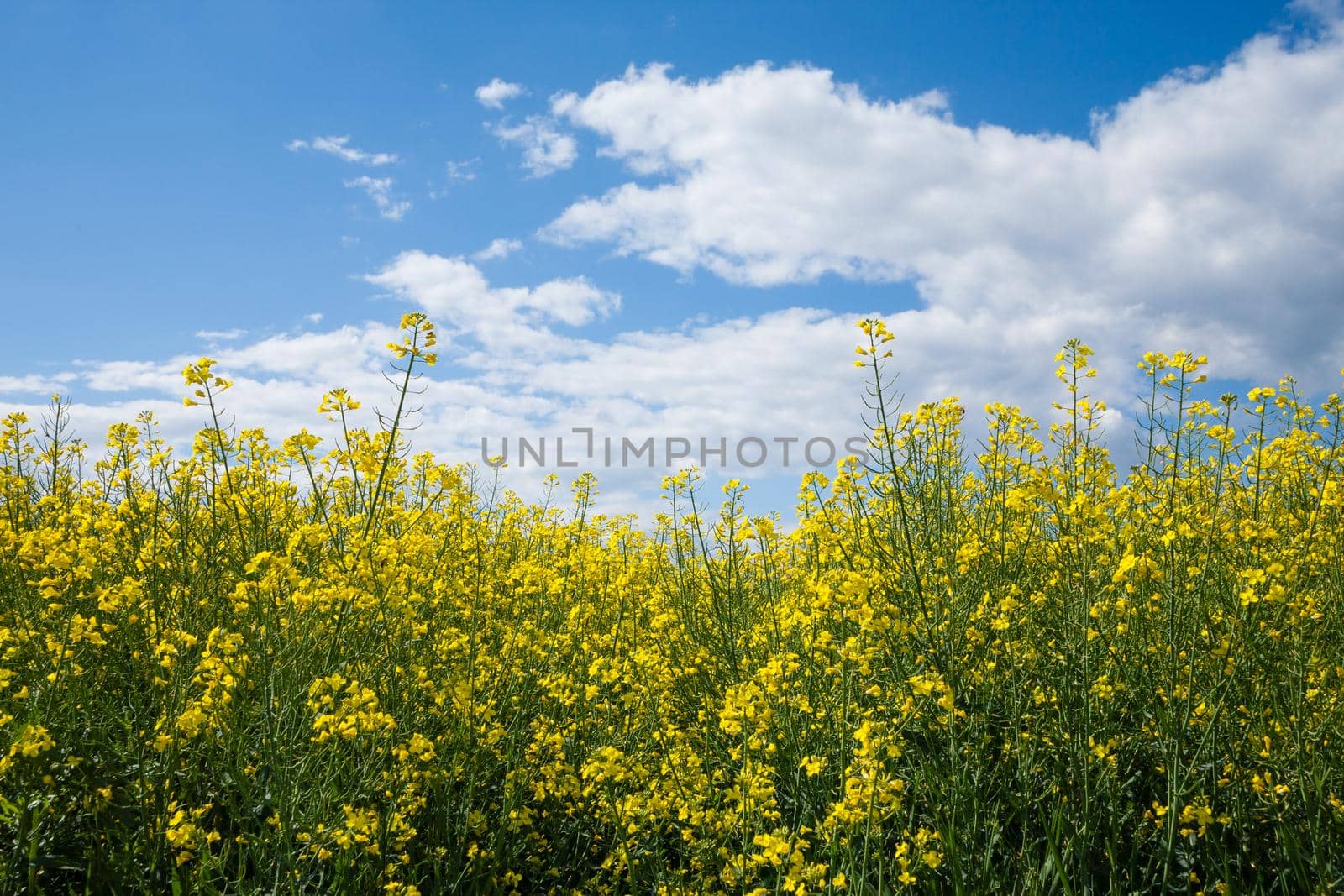 A closeup shot of yellow rapeseed field under the blue sky