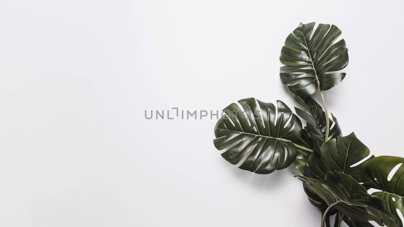 green monstera leaves white backdrop. Resolution and high quality beautiful photo