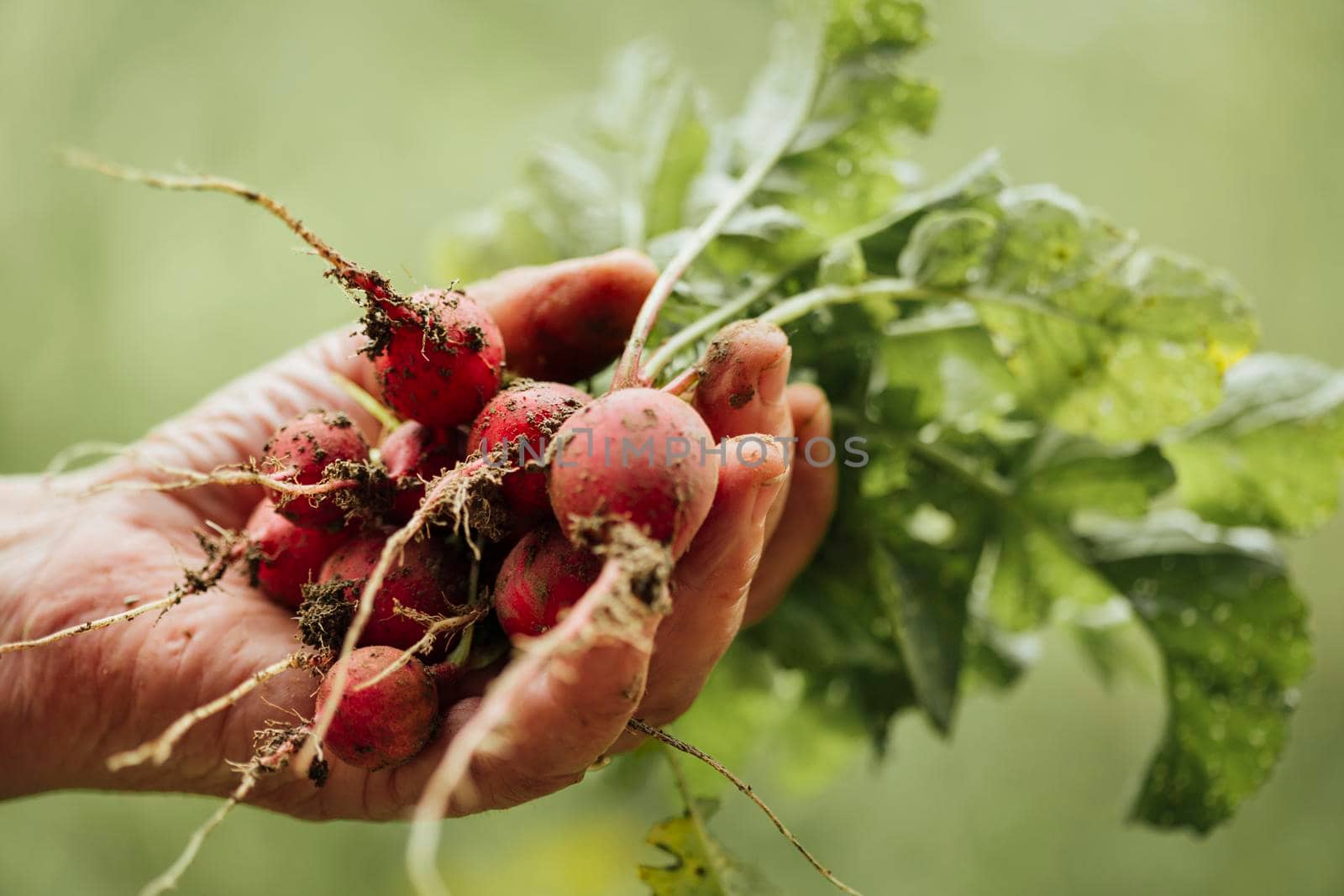 close up hand holding fresh radishes. High resolution photo