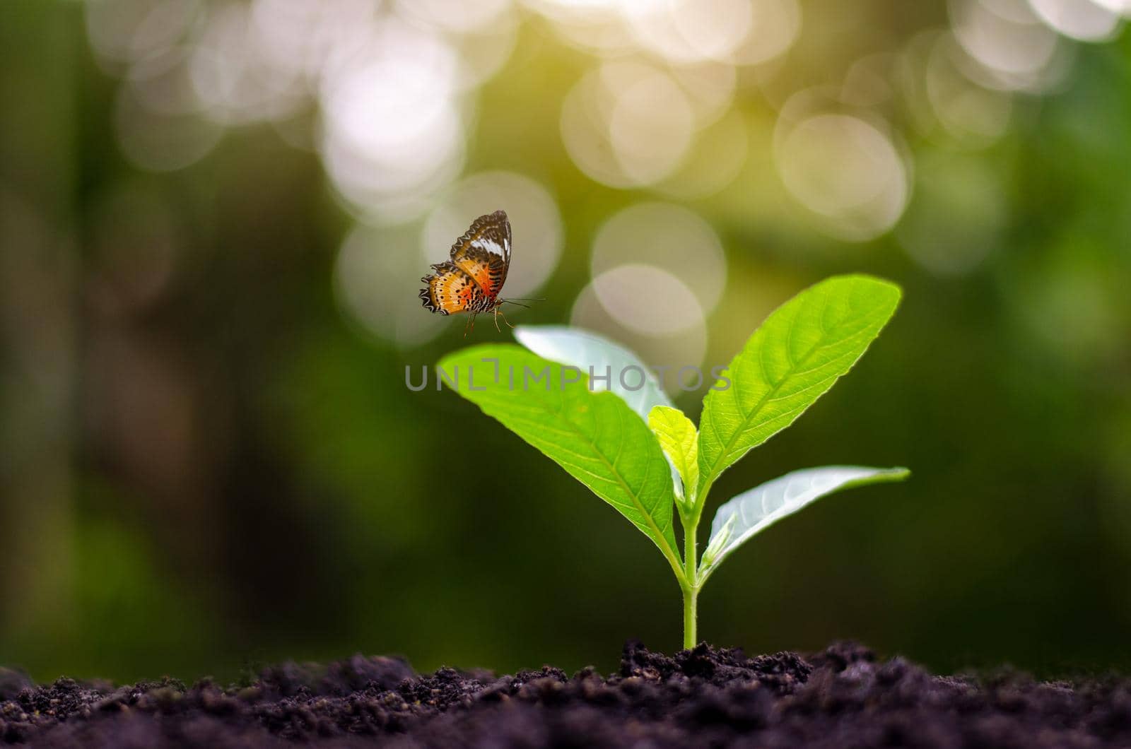 Planting seedlings young plant in the morning light on nature background by sarayut_thaneerat