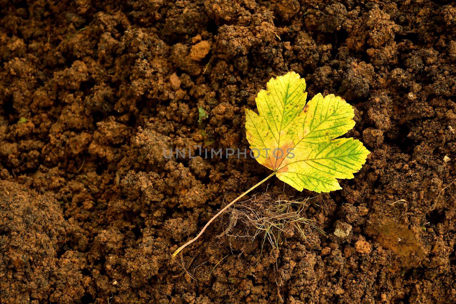 autumnal colored yellow maple leaf on an earth heap by Jochen