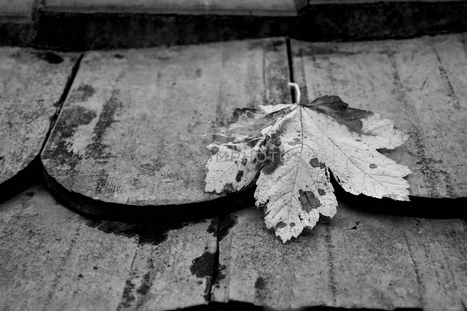 autumnal colored maple leaf on a roof