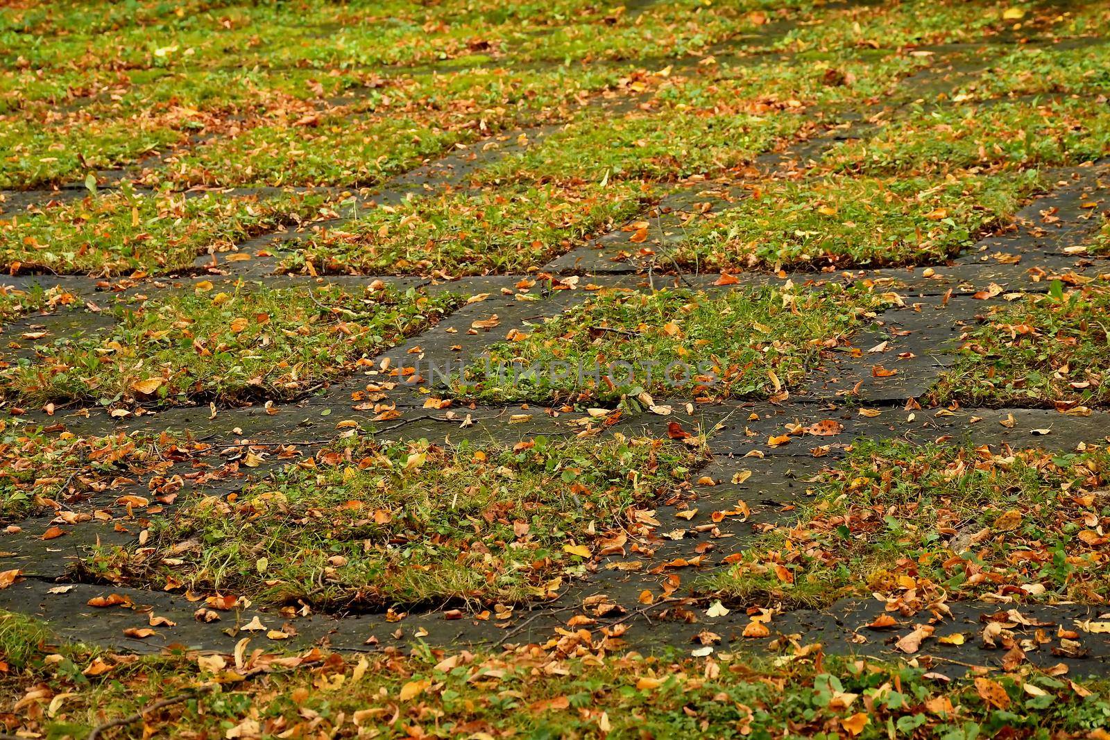 parking ground with lawn stones and fallen autumnal colored leaves by Jochen
