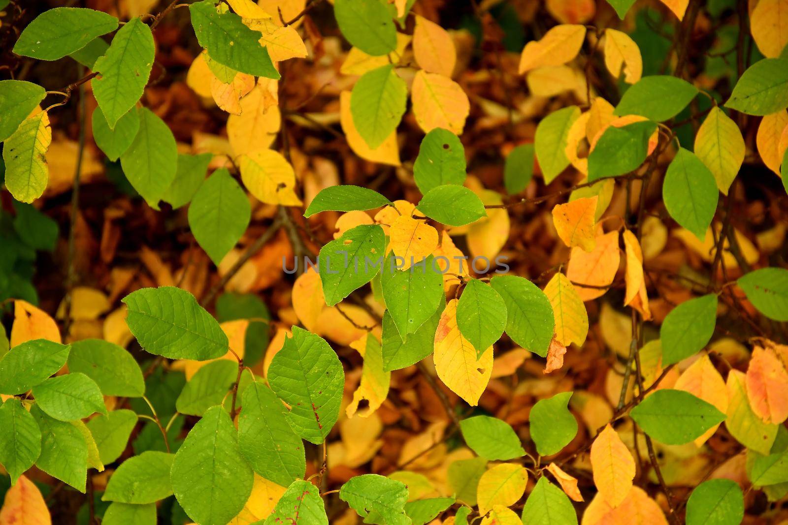 leaves in autumn, green and yellow, filling format