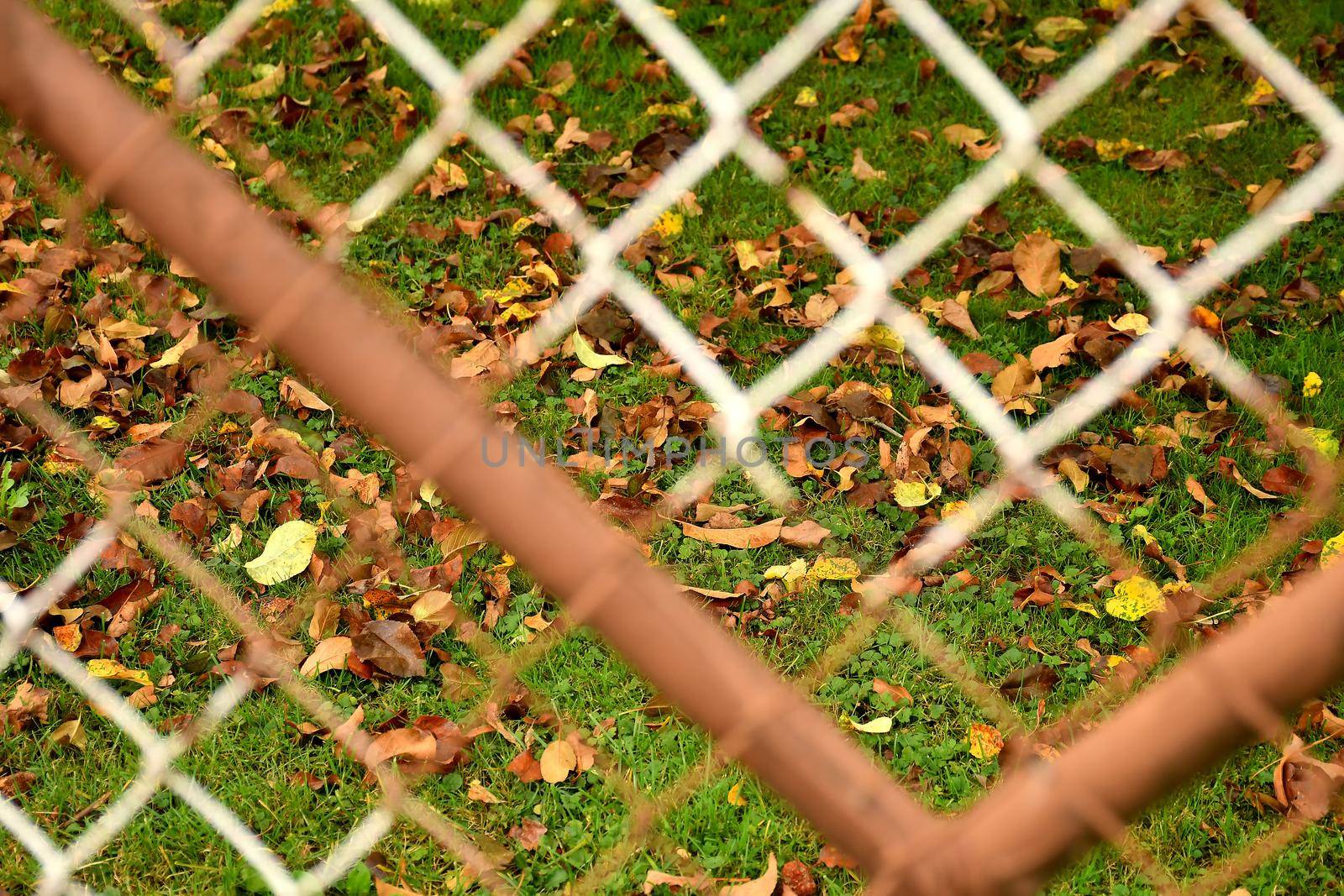 green meadow behind a fence with fallen autumnal colored leaves by Jochen