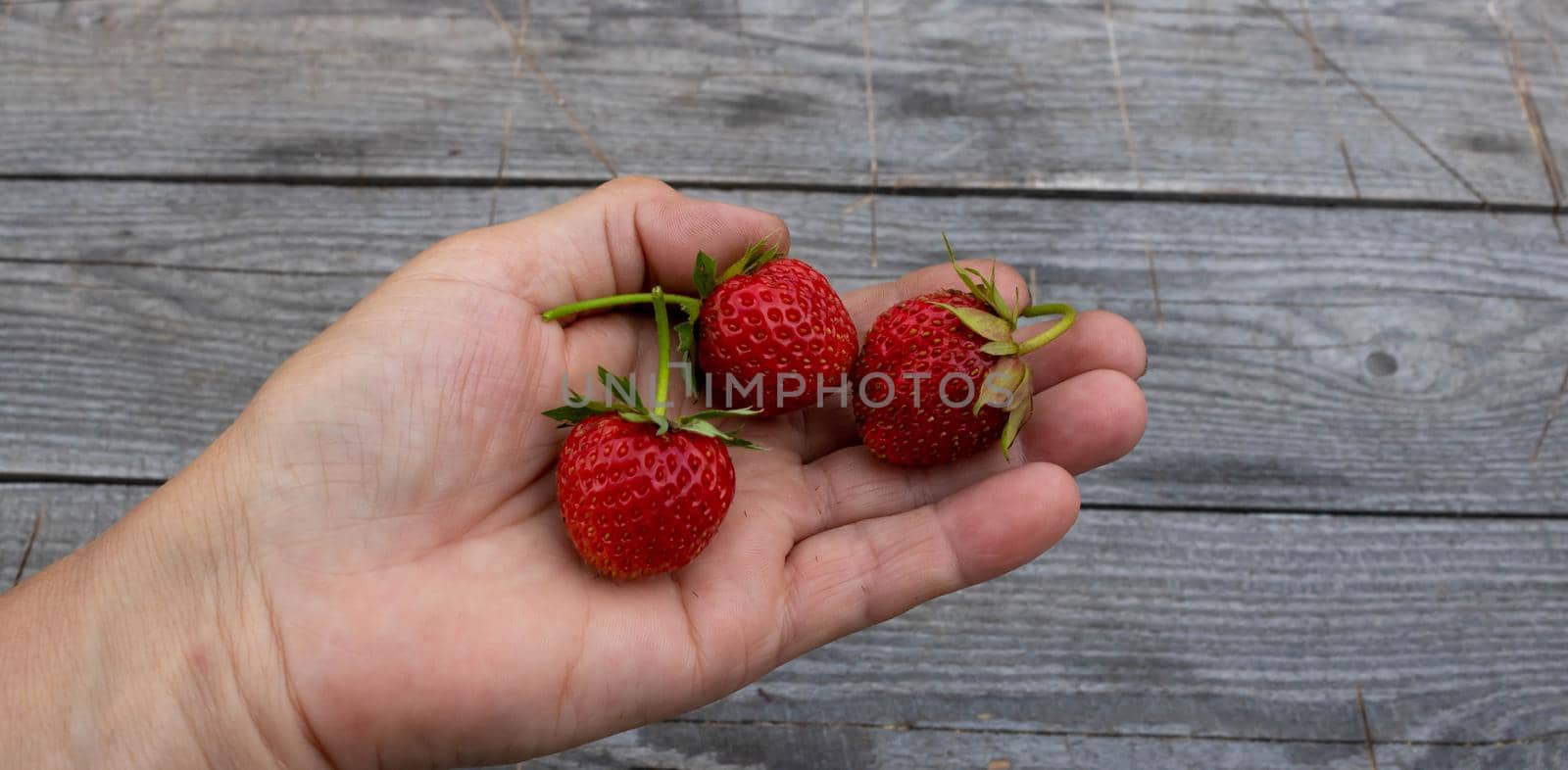Fresh strawberries on the palm of a farmer. Strawberry harvest. The concept of agriculture and ecological fruit growing.