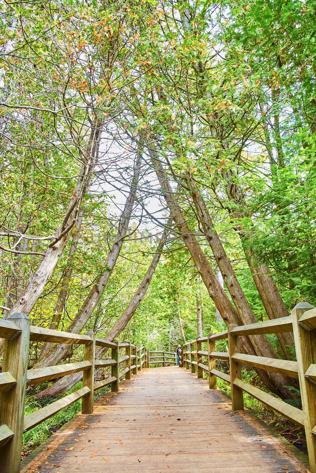 Image of Wide wooden walking bridge has tree tunnel leaning over it