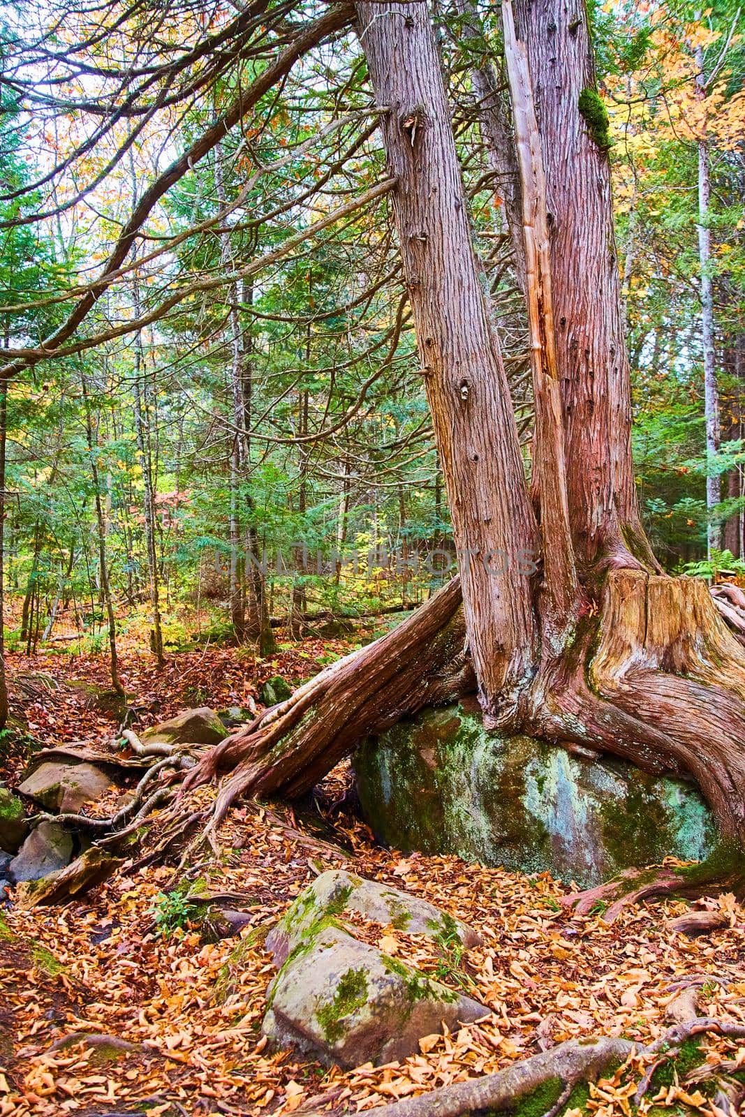 Image of Twin combined trees growing atop giant bolder in a forest with fallen leaves strewn across the ground