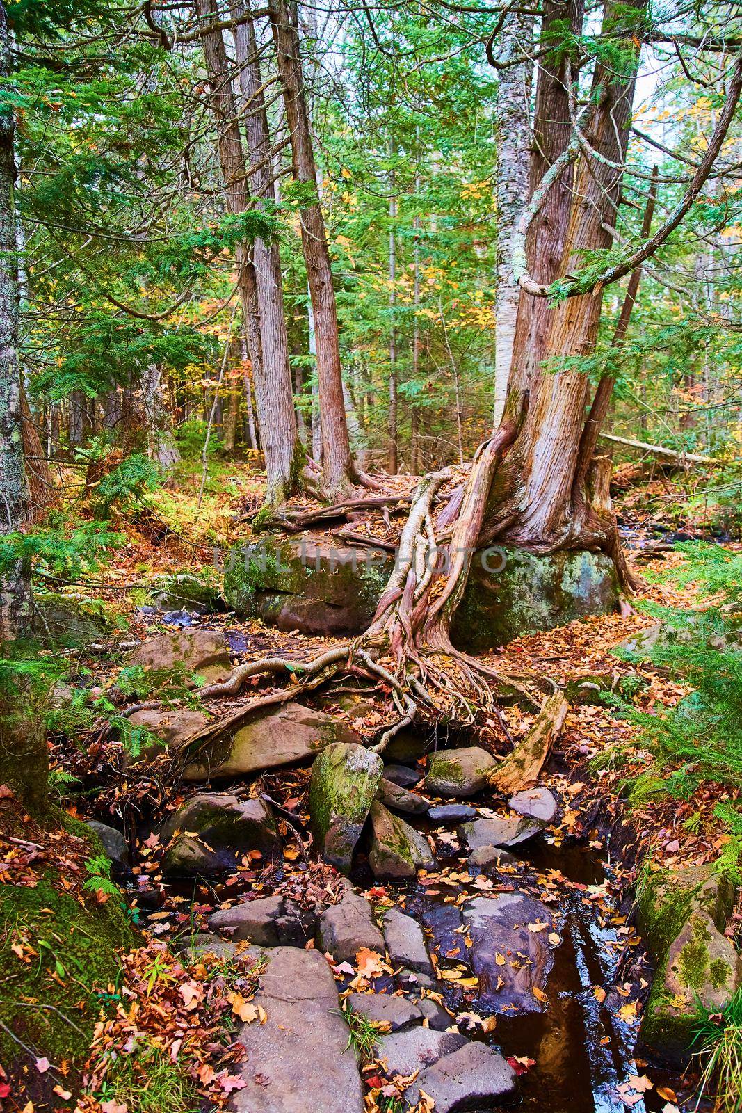 Image of Twin combined trees with tree roots exposed that lead to small creek full of large stones