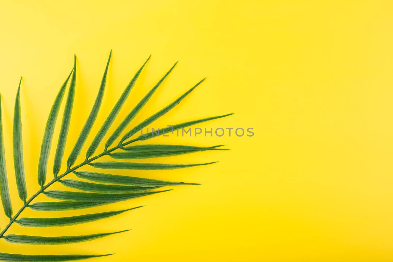 Flat lay with palm leaf in diagonal on yellow background. Concept of abstract modern tropical background by Senorina_Irina