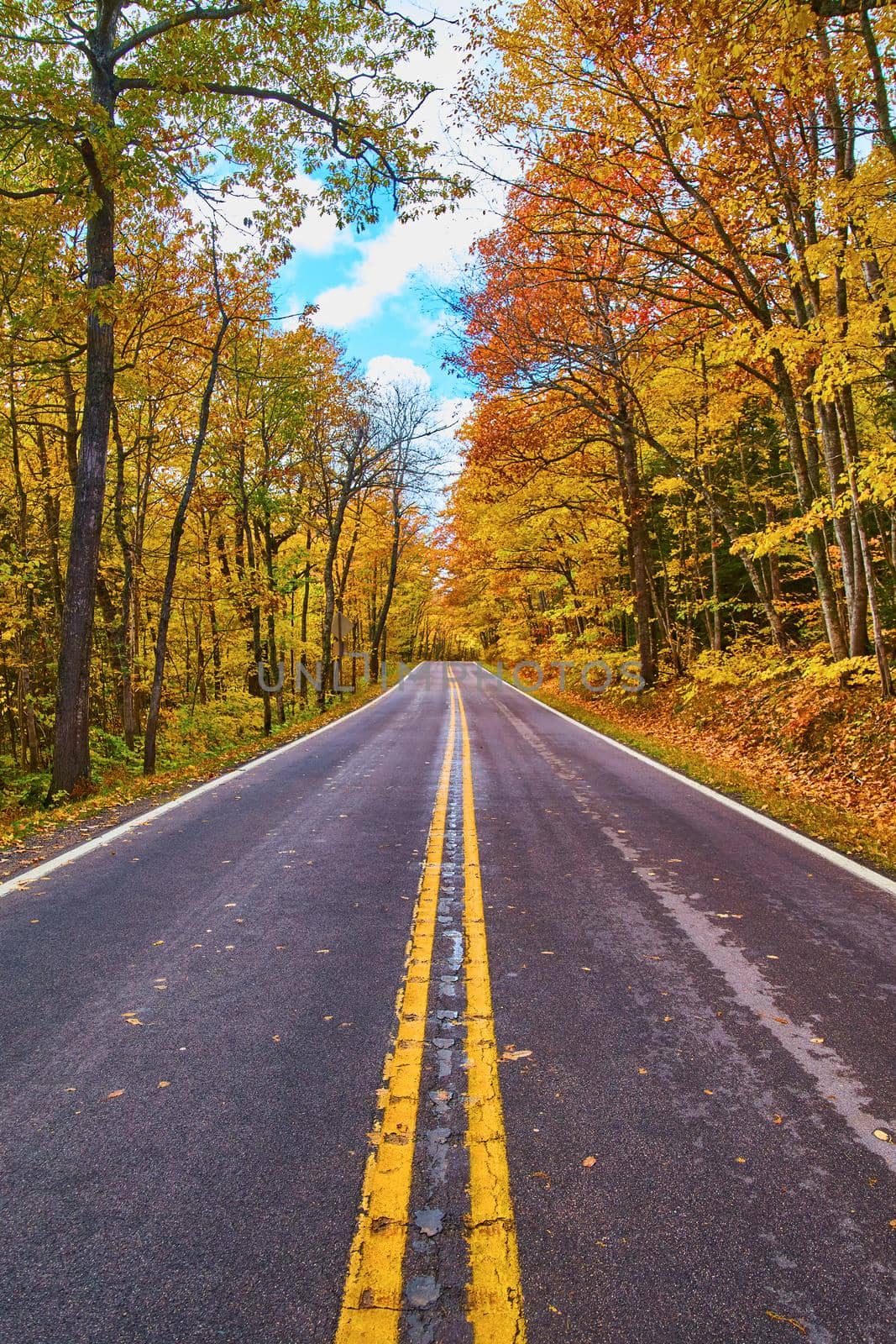 Image of Yellow forest with yellow stripes of road going straight through the shot