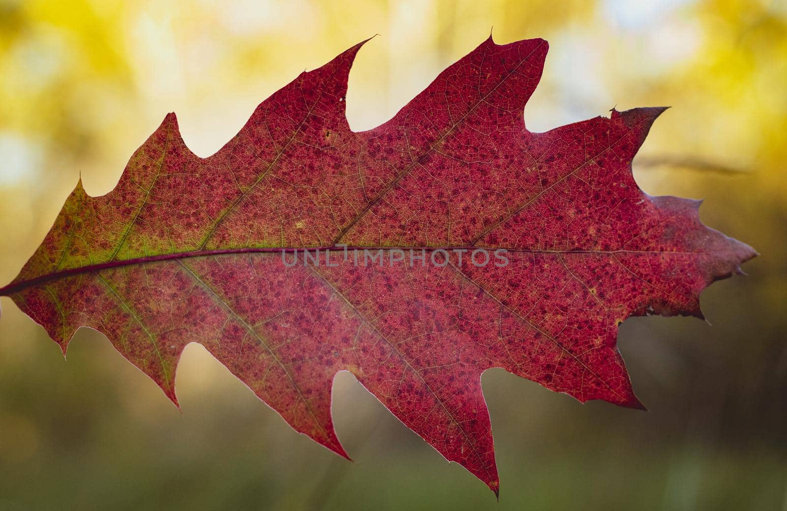 Red oak leaf hanging from above on blurred green forest background. High quality photo