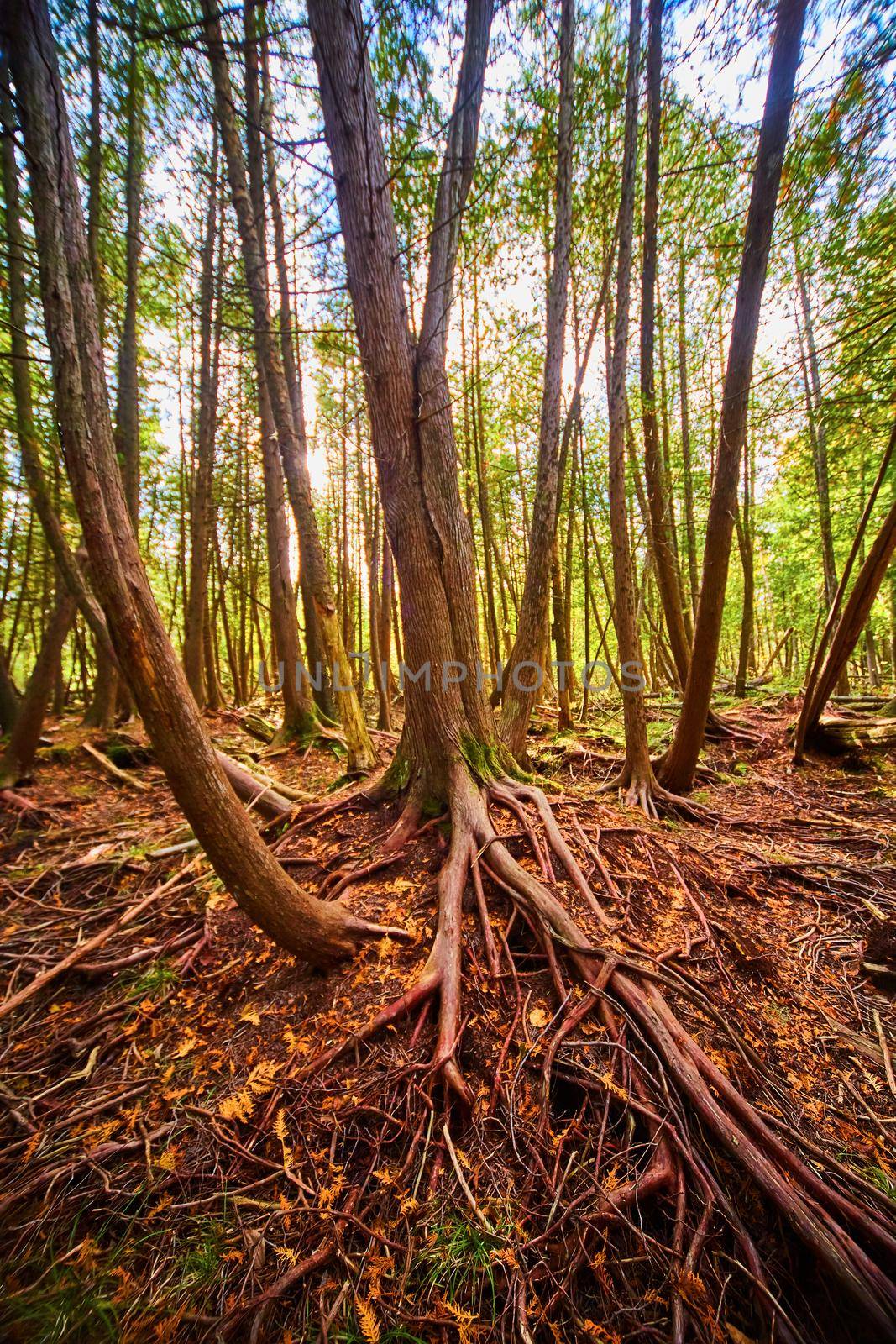 Image of Tall trees in woodland area with red roots exposed and a J shaped tree