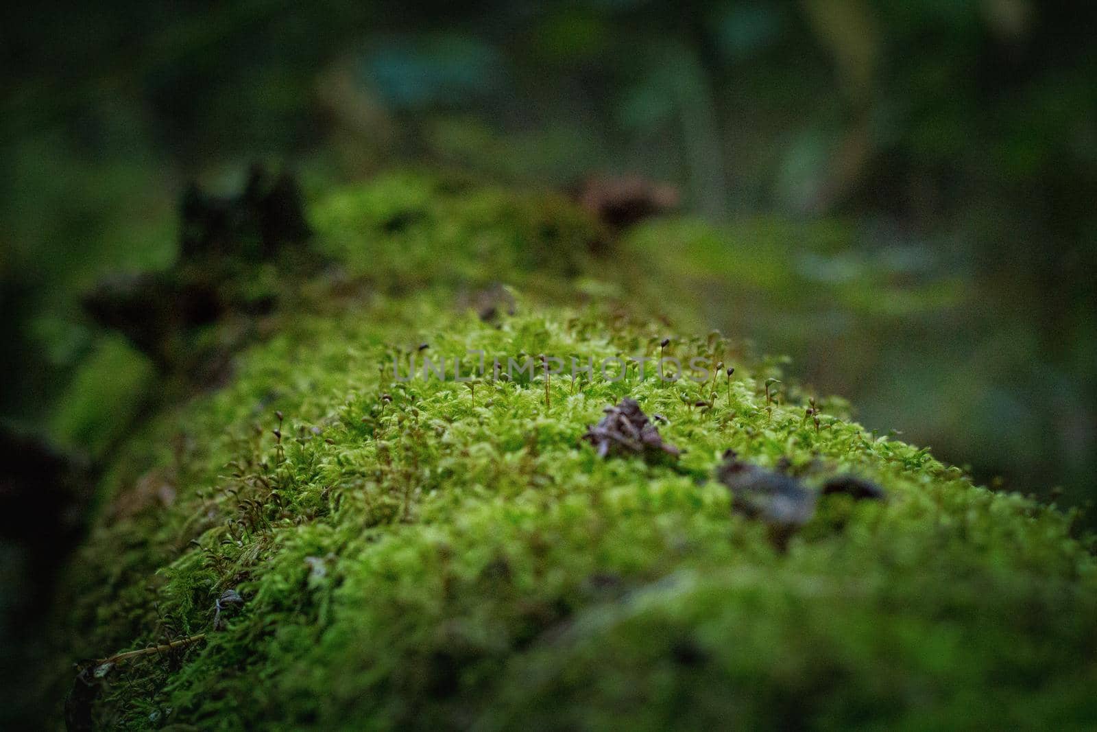 Beautiful green moss on the floor, moss closeup, macro. Beautiful background of moss. by Bobir