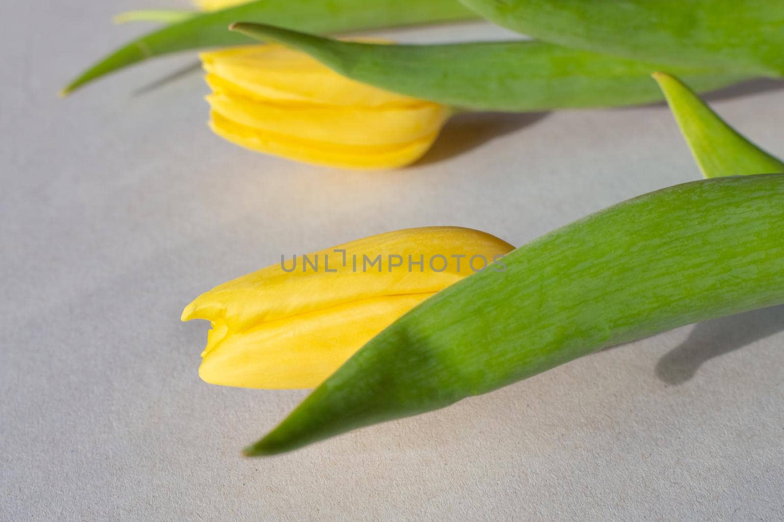 Yellow tulips on a gray background. Template for congratulations, selective focus.