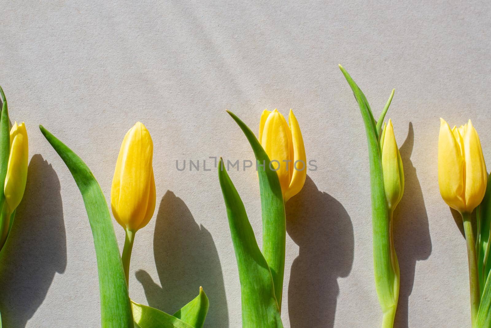 Yellow tulips with hard shadows on a gray background. Template for congratulations, flat lay.