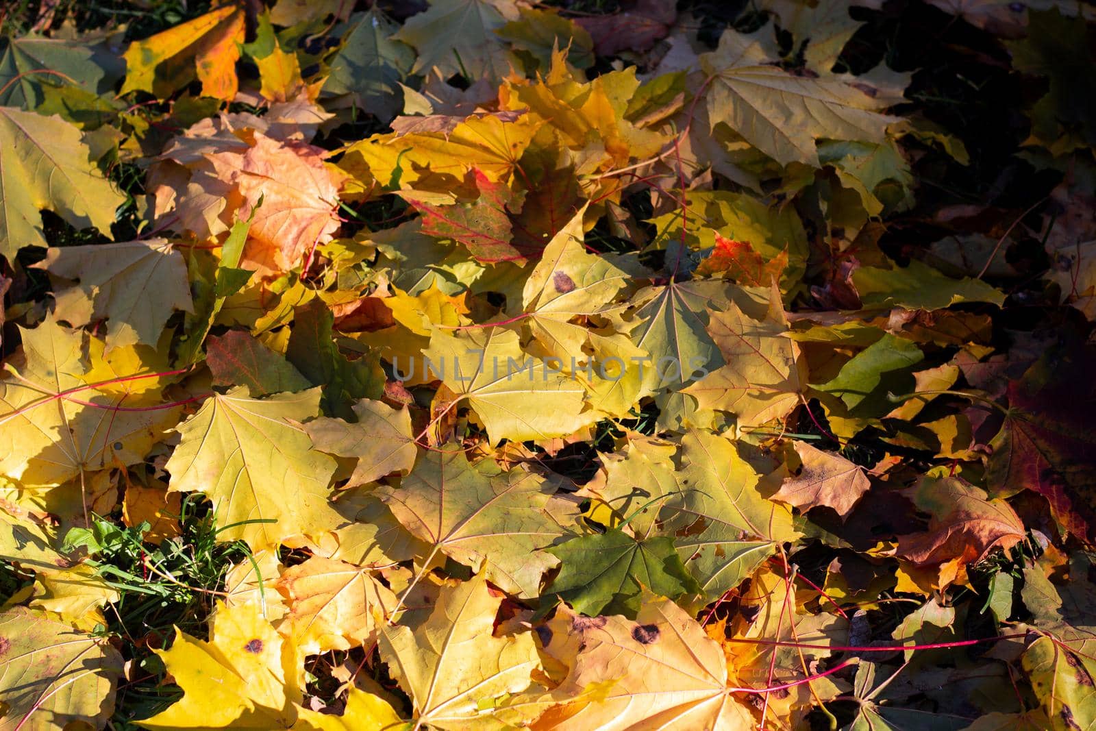 Autumn maple leaves, closeup. Multicolored maple leaves autumn background. High quality photo