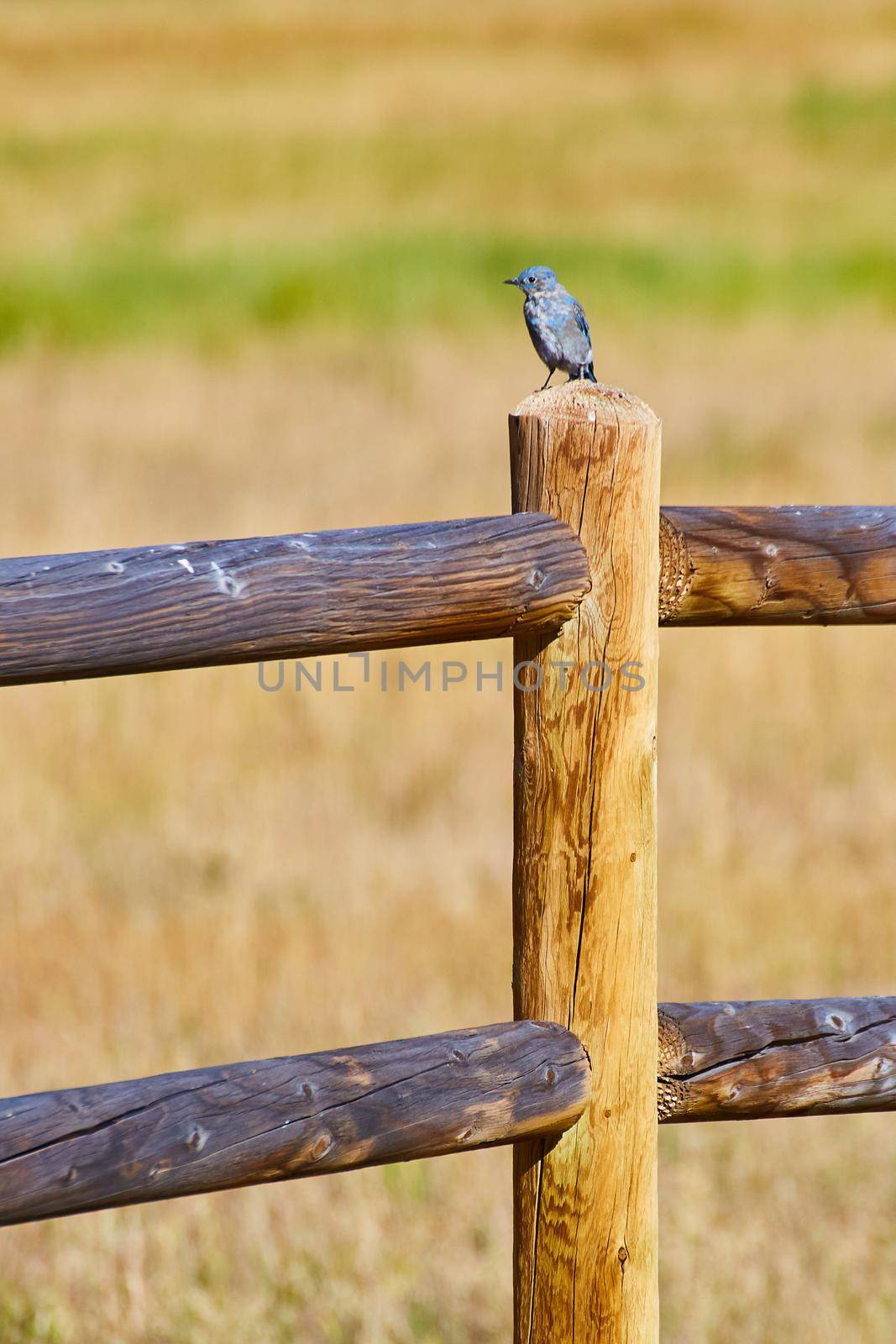 Image of Vertical wood fence post with blue bird on top