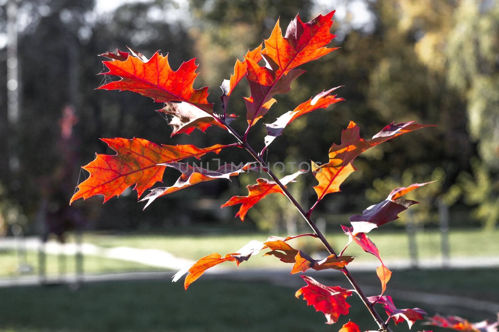 Autumn leaves, red maple foliage on a street background, selective focus. High quality photo