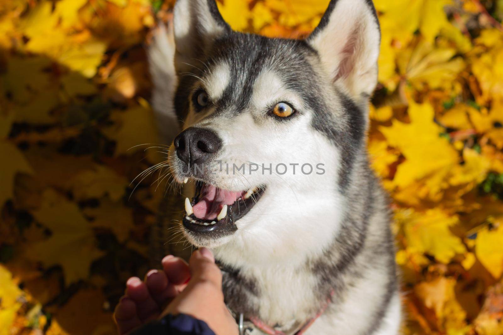 Beautiful Hasky dog in the autumn park. High quality photo