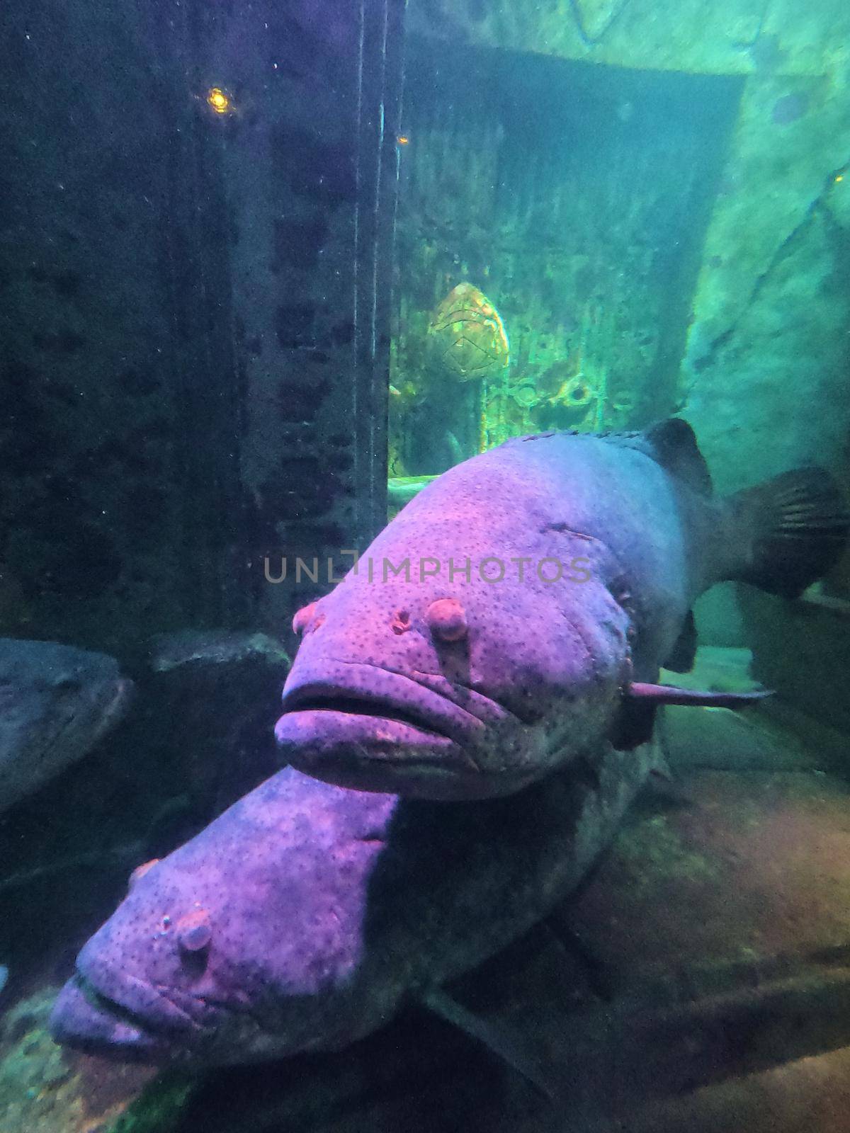 Image of Large purple fish in aquarium