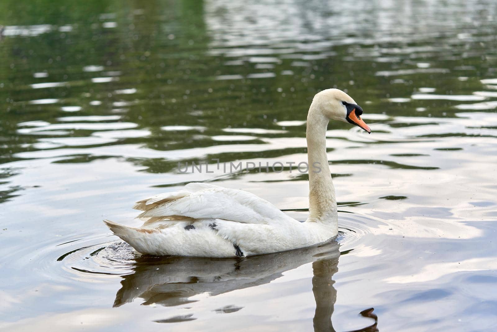 A white swan with a long neck and a red beak floats on the water. Close up