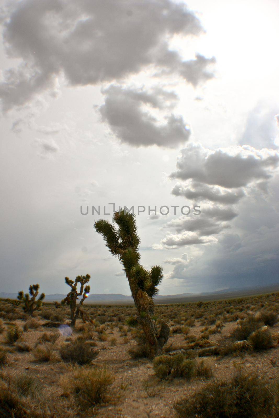 Image of Three large cactuses or cacti surrounded by desert scrub brush with a cloudy and gray sky