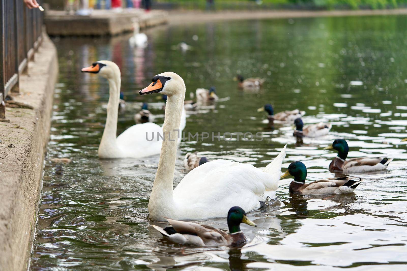 A white swan with a long neck and a red beak floats on the water. Close up