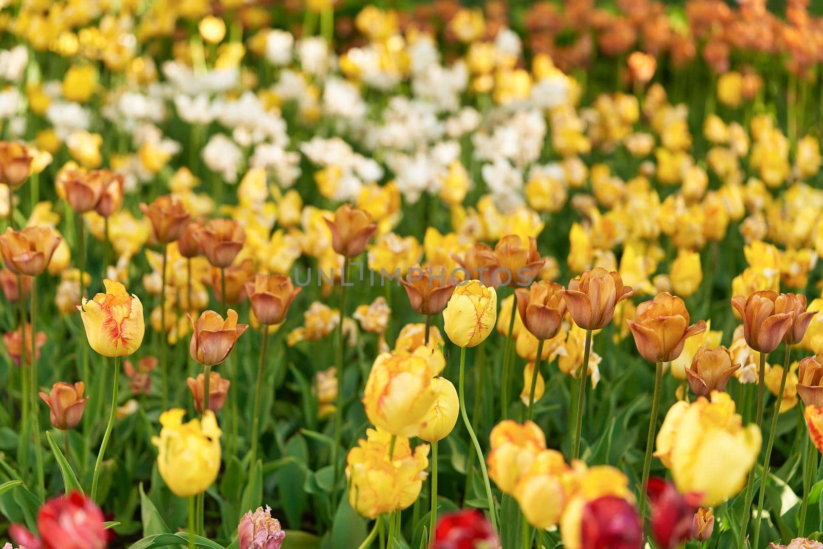 Bright flowers of tulips on a tulip field on a sunny morning by vizland