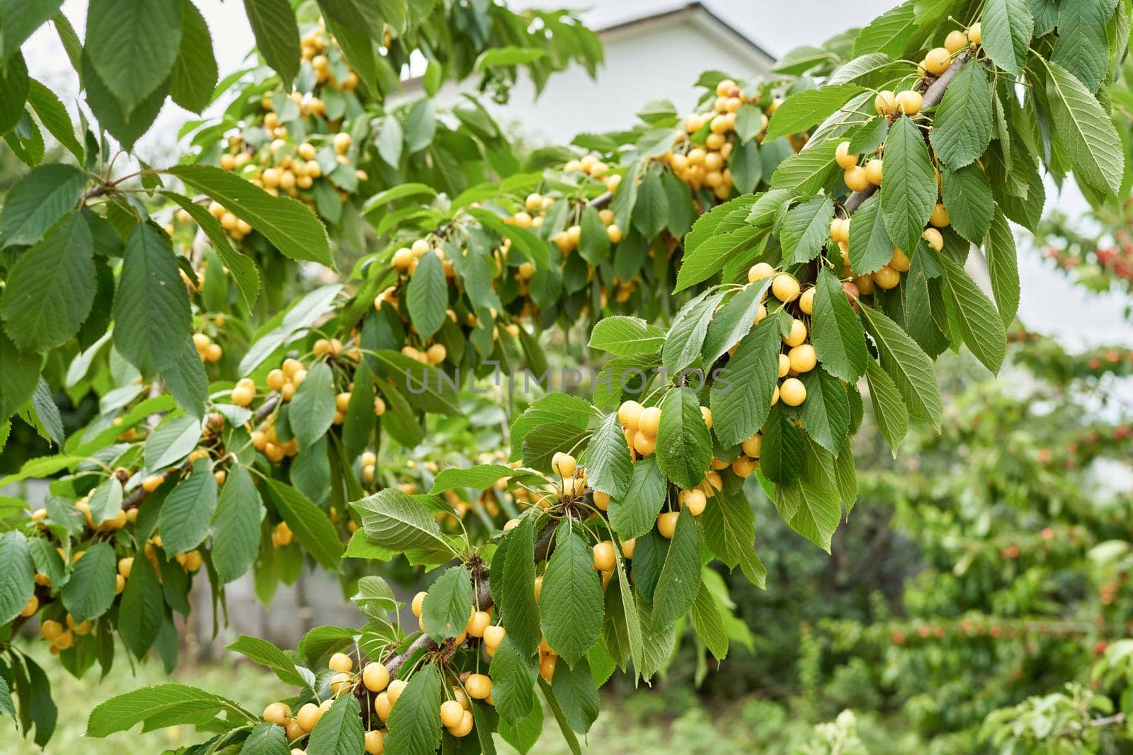 Many yellow cherries on the branches of a tree with green leaves. Cherry berry harvest