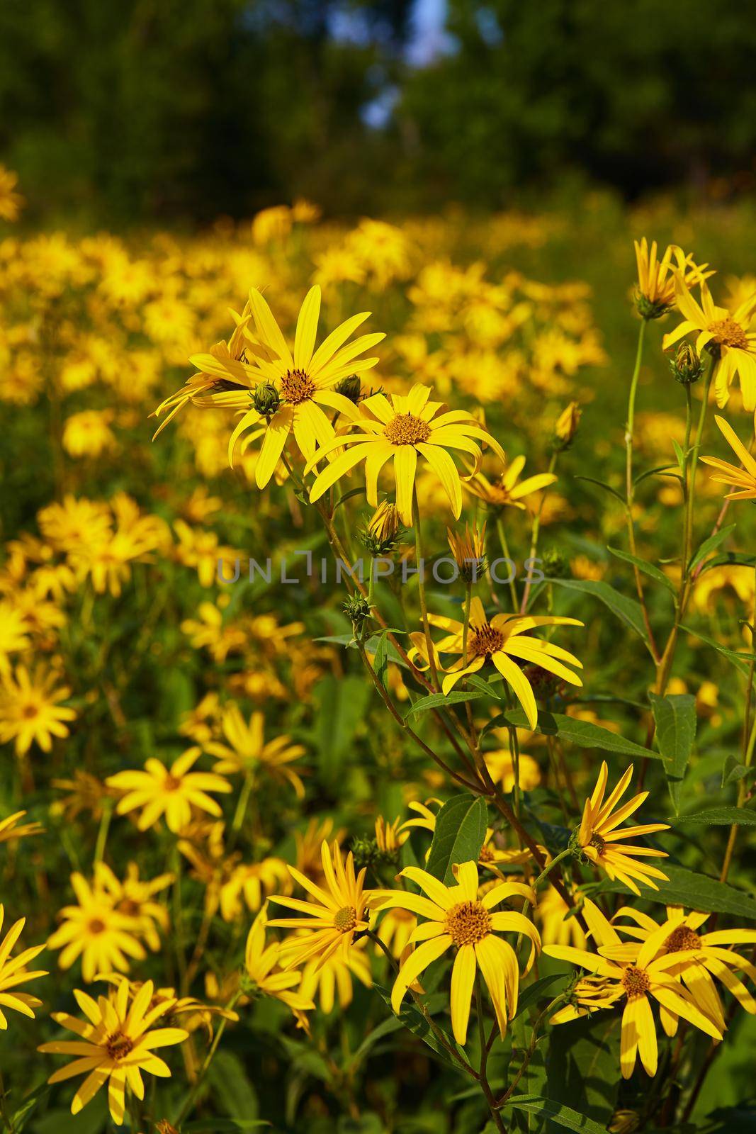 Image of Large field full of yellow flowers one up close