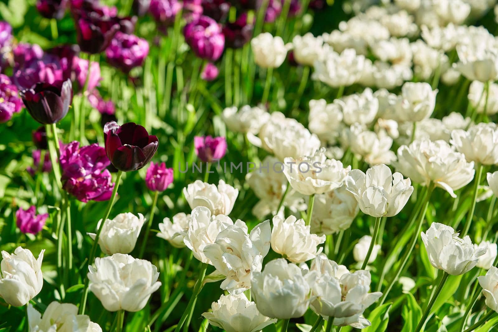Bright flowers of tulips on a tulip field on a sunny morning, spring flowers tulips