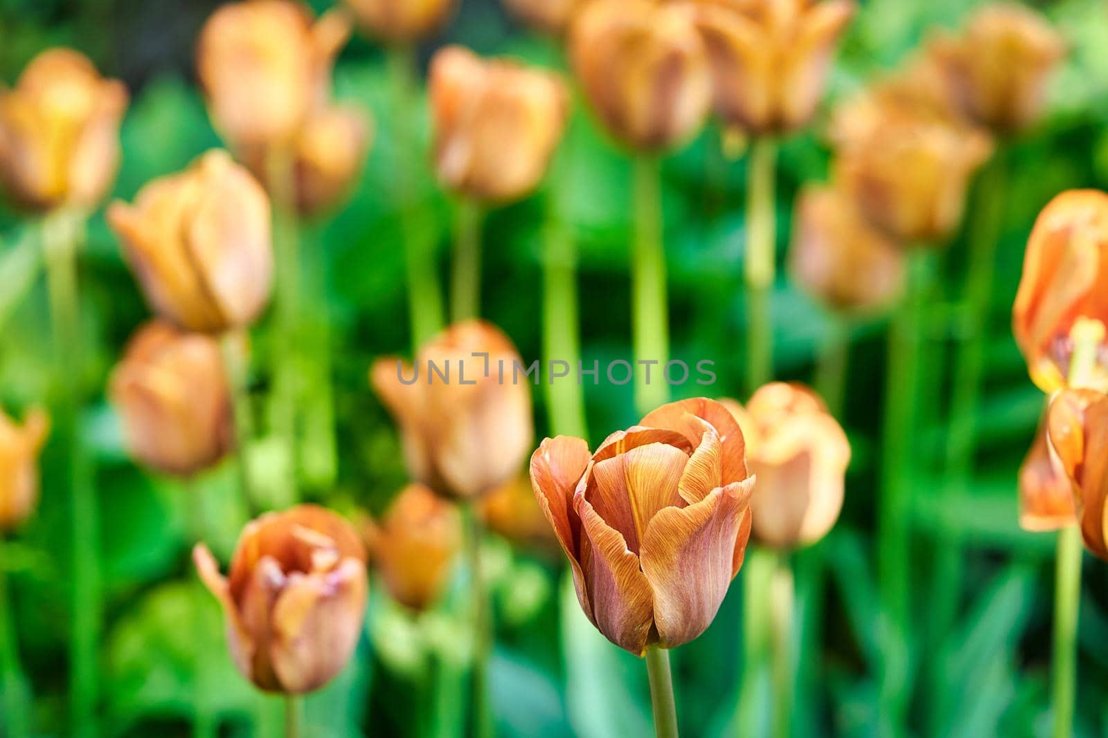 Bright flowers of tulips on a tulip field on a sunny morning by vizland