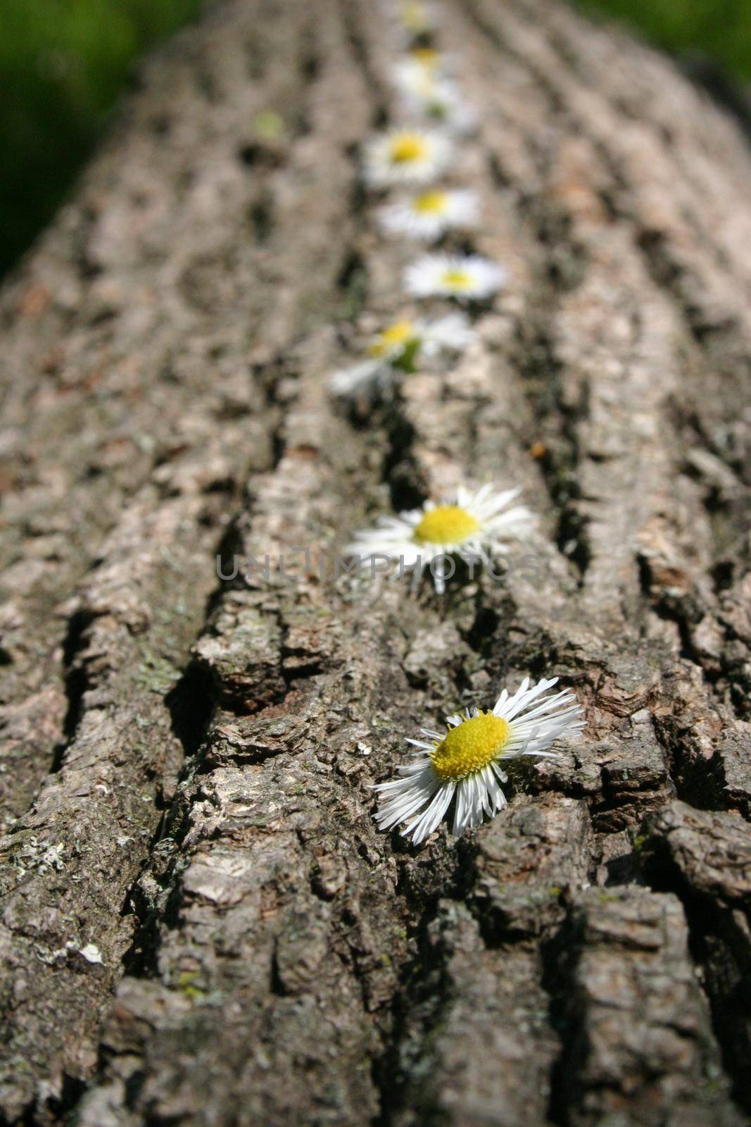 Small yellow and white daisy flowers line the bark of an old tree or log by njproductions