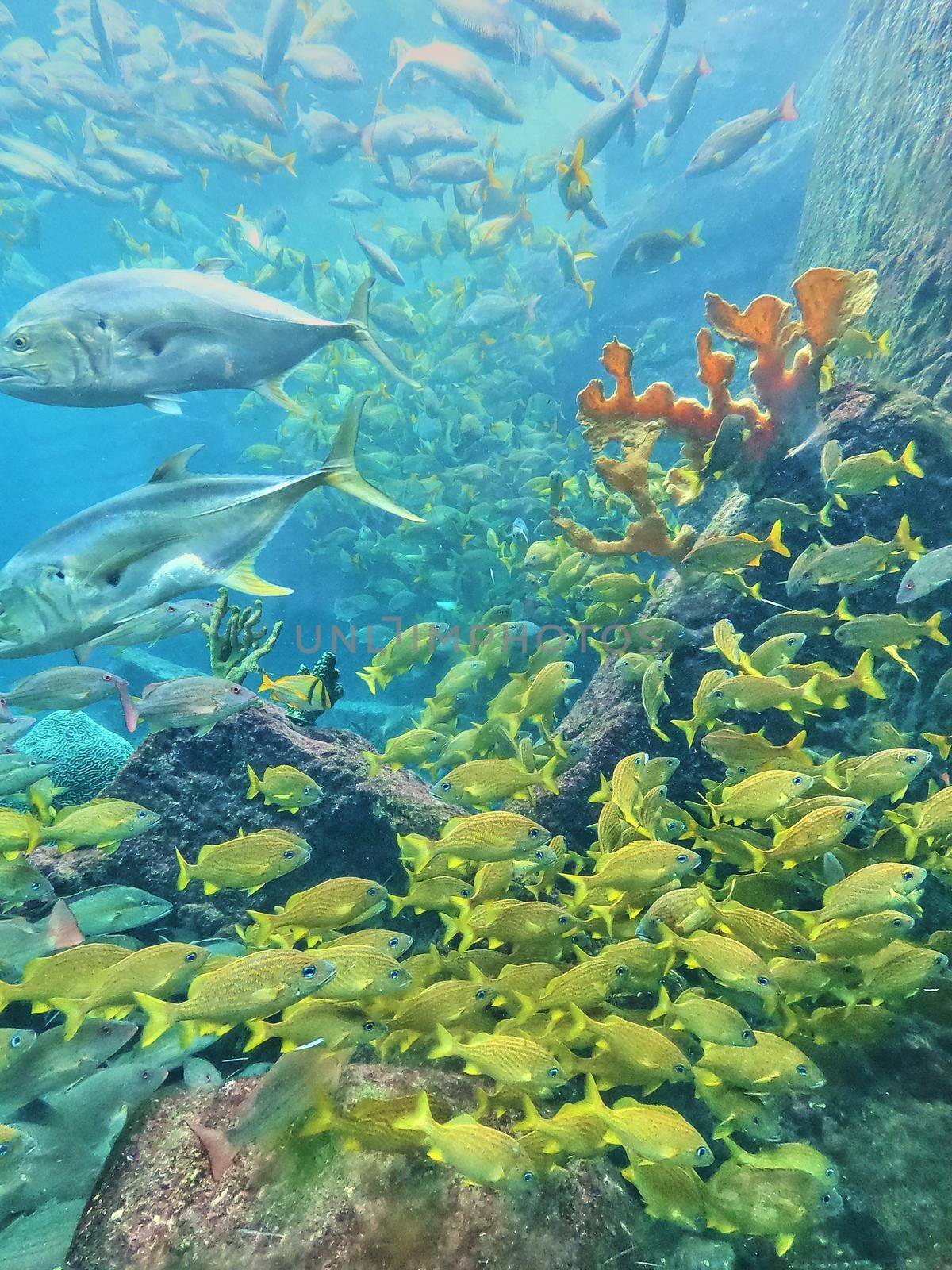Image of Group of yellow fish and coral in aquarium