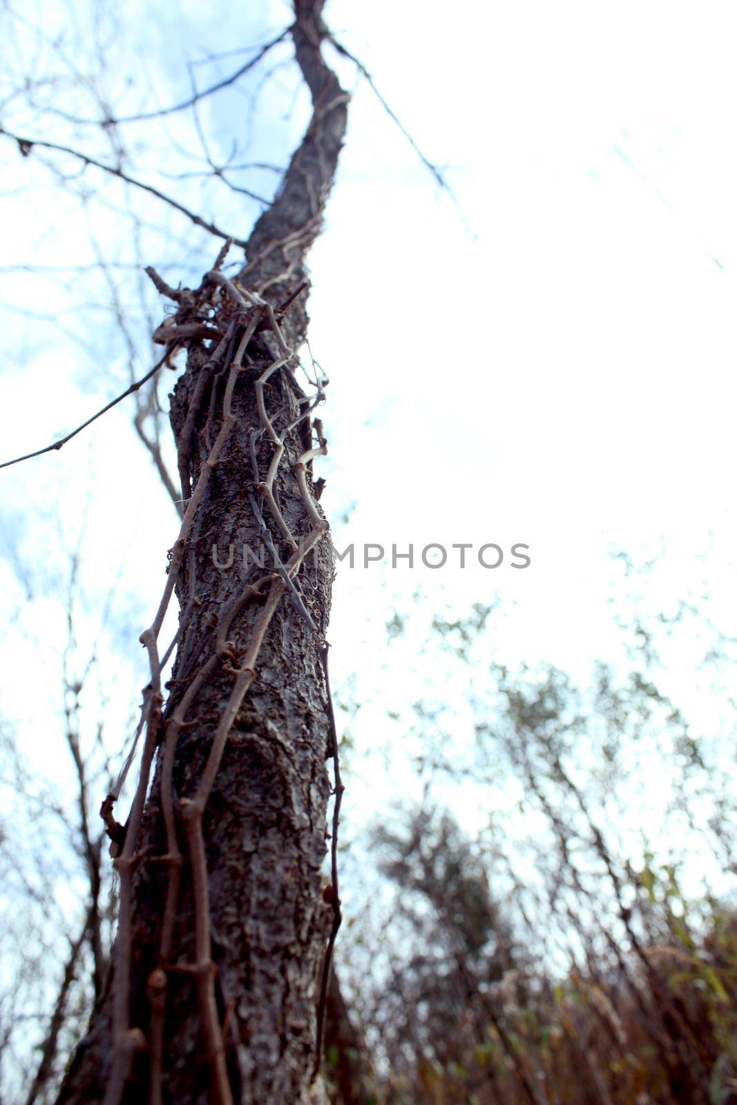 Image of Tree trunk with vines growing up its length stretches to the sky