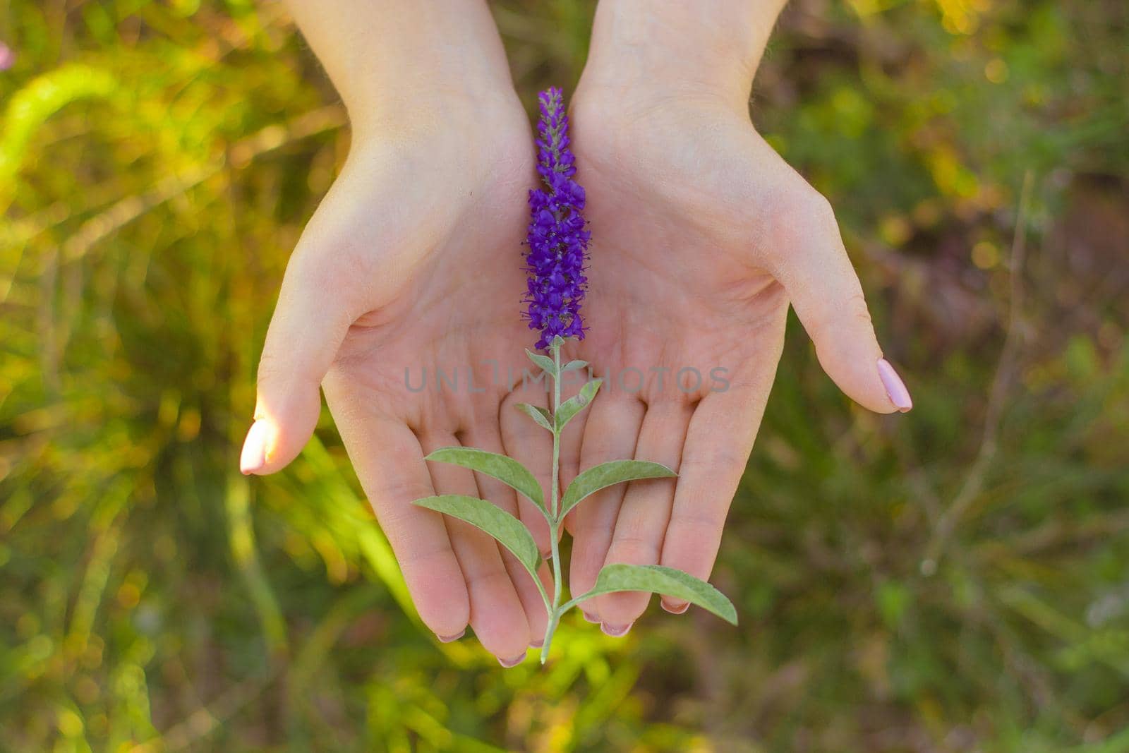 Autumn flowers in hands. Beautiful little violet flower in female hands. High quality photo