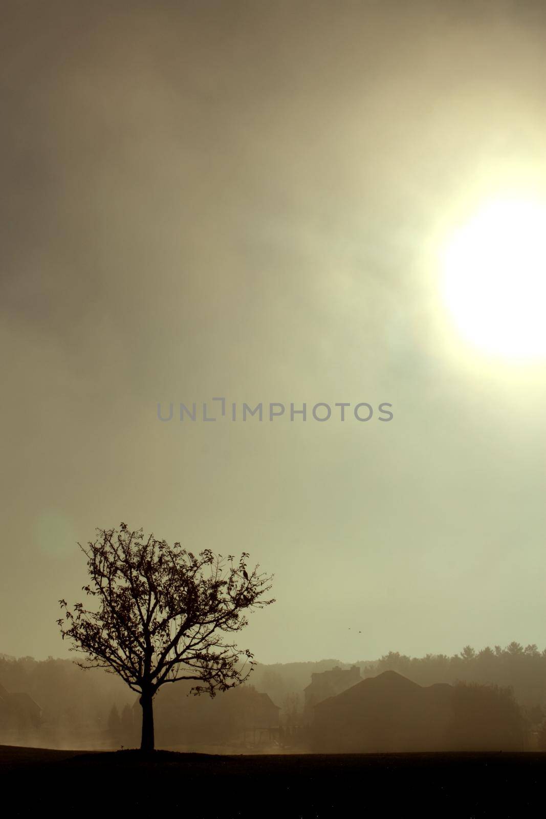 Image of A dying tree is silhouetted by smoky yellow light