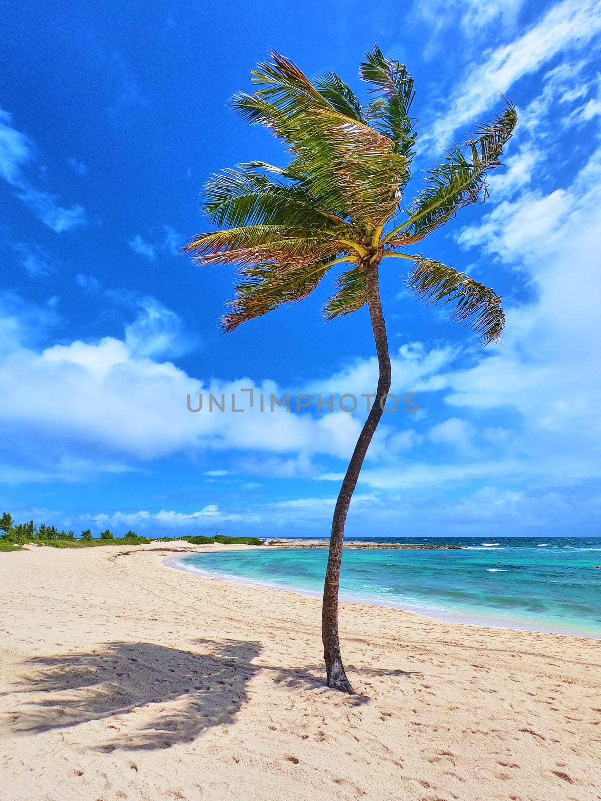 Image of Vertical of single palm tree on sandy white beach against blue tropical ocean and blue sky