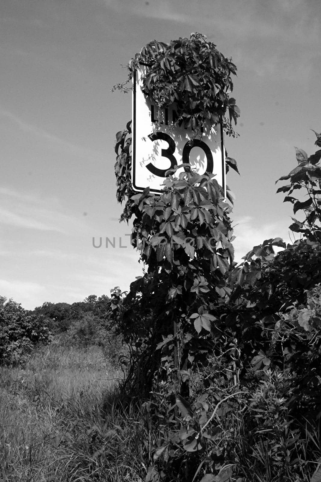 Image of Vines and bushes grow and cover a 30 mile per hour sign on an abandoned road