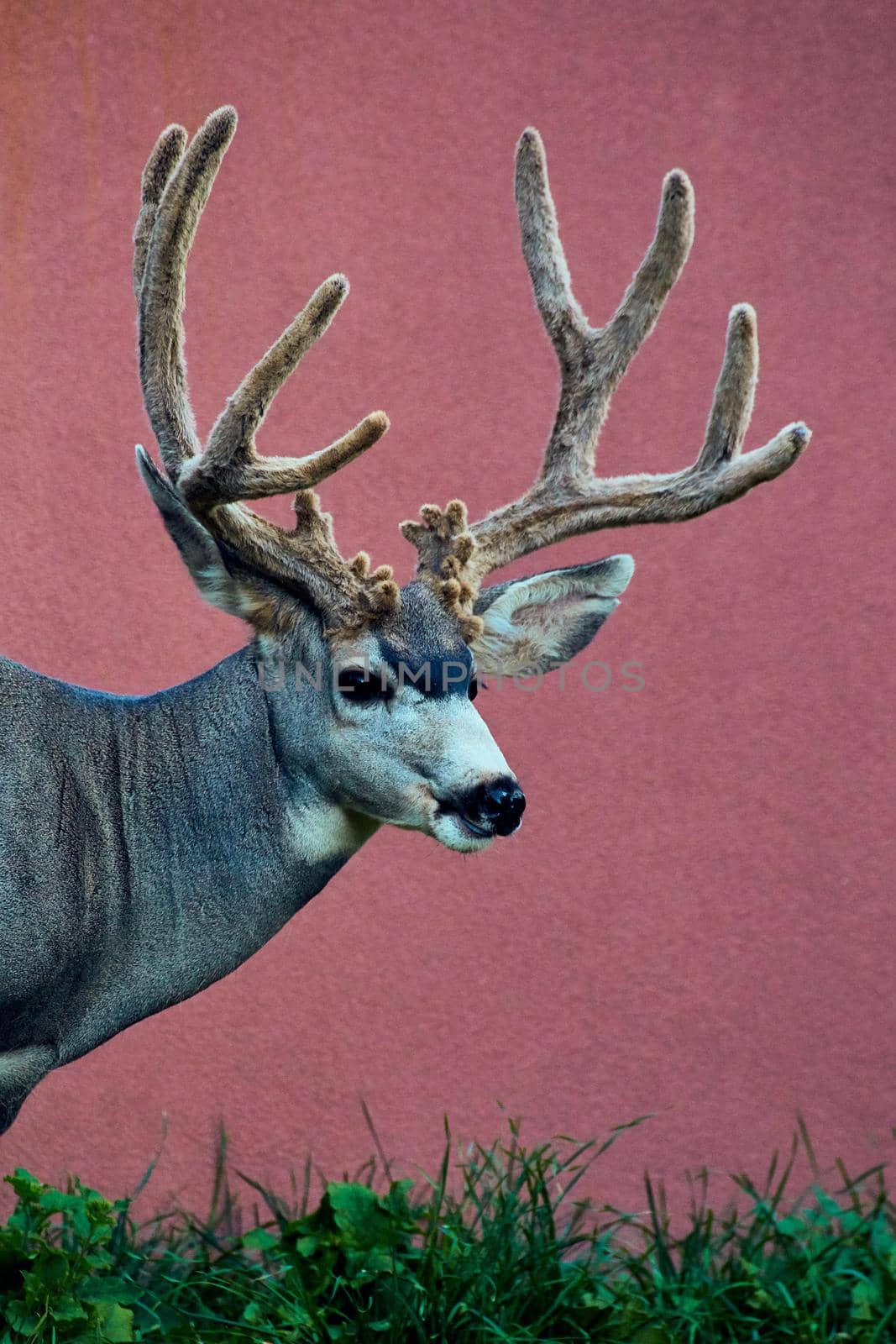 Image of Vertical close-up of large deer and beautiful antlers in suburban area against red wall background
