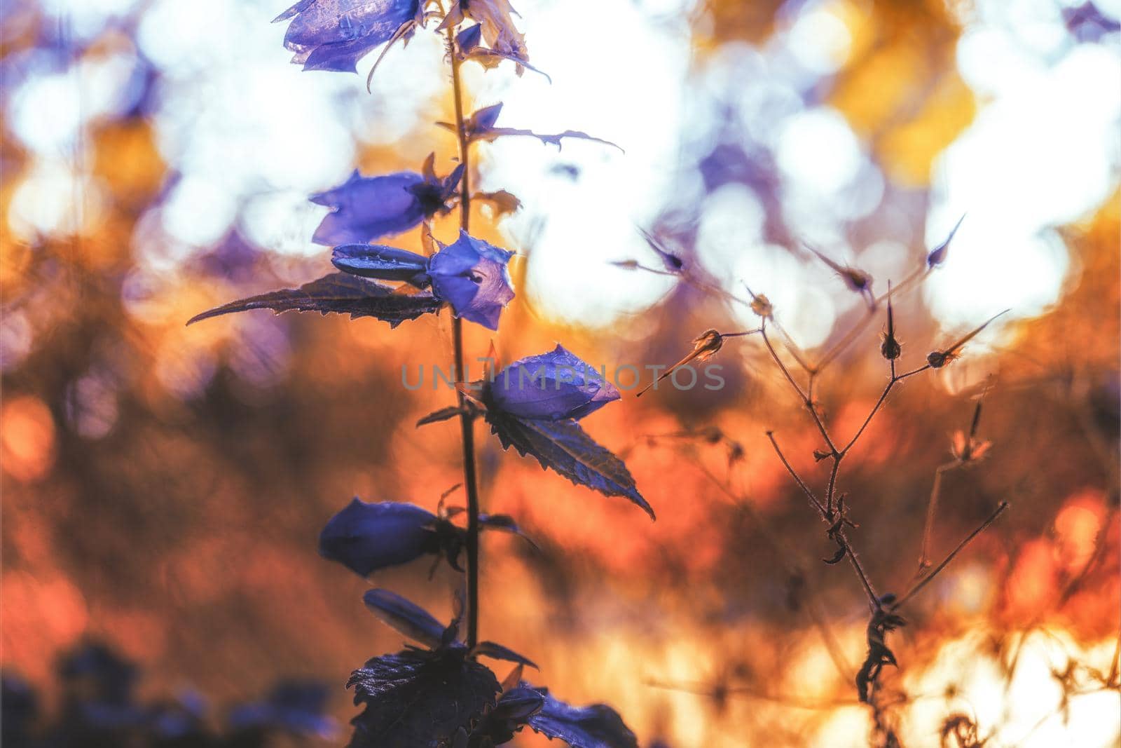 Violet flowers on abstract background