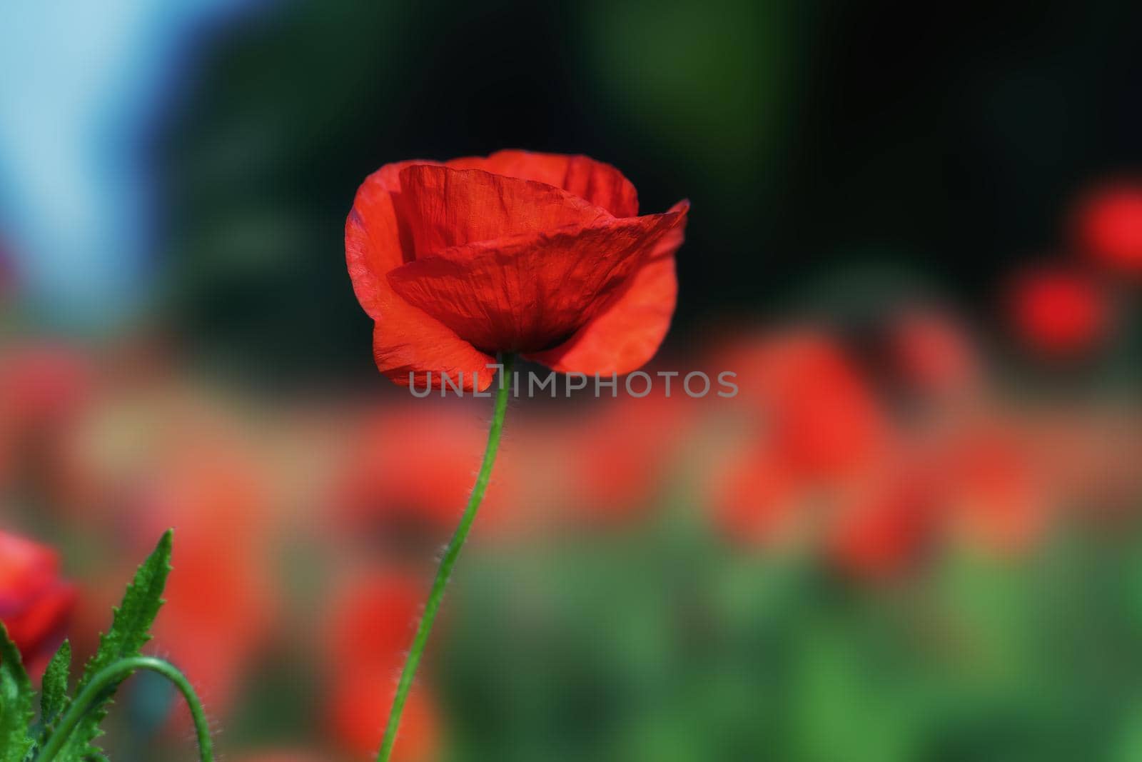 A glowing red poppy against a soft background
